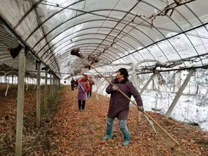 雪灾无情,一片狼藉,为什么他的大棚却安然无恙