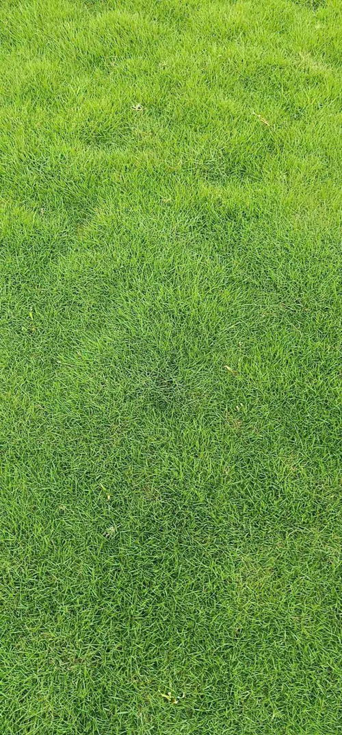 陕西果岭草批发基地 果岭草种植基地 果岭草价格
