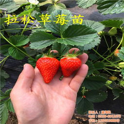 章姬草莓苗,章姬草莓苗基地,海之情 多图