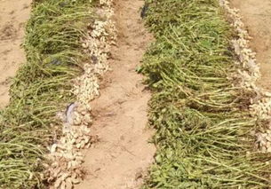 一般花生亩产多少斤 种植时间和方法你了解吗