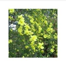 迎春花苗