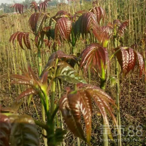 【泰安矮化香椿苗品质保证2公分香椿树苗价格】- 黄页88网
