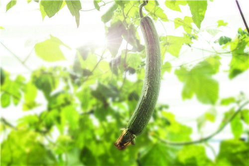 丝瓜几月份成熟的 什么时候吃最好 种植亩产多少斤