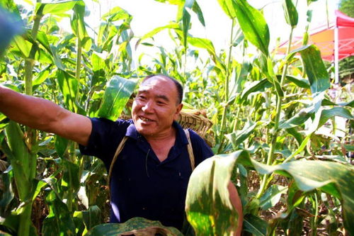 中国农民丰收节 宁陕县首届鲜食玉米采收节暨网络直播活动成功举办