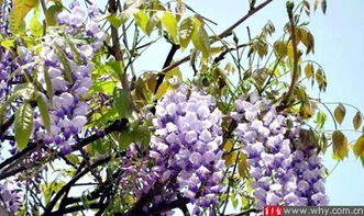 申城紫藤花开暗飘香 市旅游局公布上海赏紫藤地图