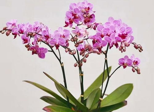蝴蝶兰几点开花？