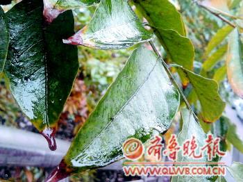 树上滴油像下雨原是蚜虫惹的祸 对人体无危害
