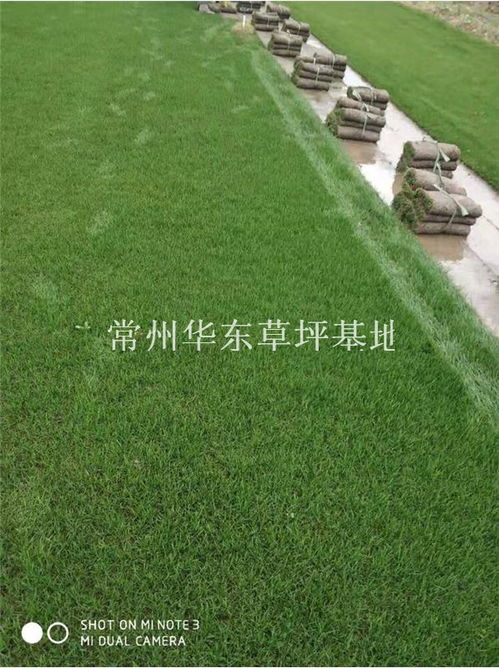 果岭草草坪 常州华东草坪基地