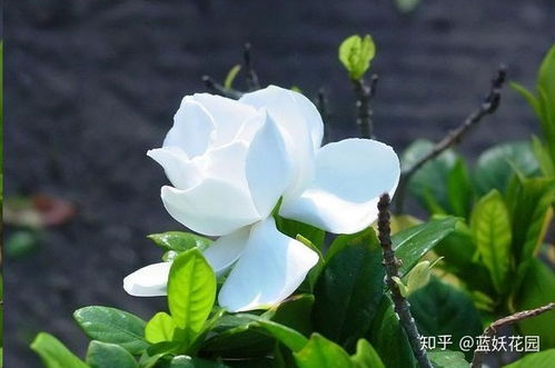 蓝妖 夏季养栀子花,注意这2点,蹭蹭长,开花越来越多