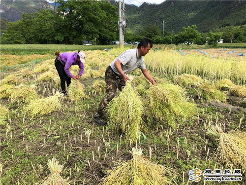 油菜喜丰收,收割正当时