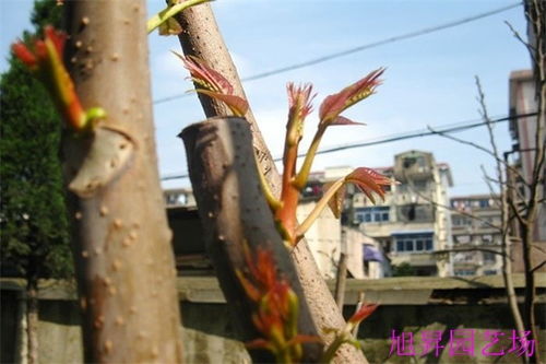 南江三公分香椿苗,三公分香椿苗适合你种植