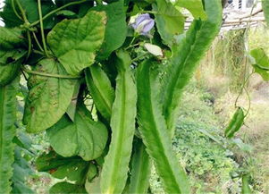 豆中之王 四棱豆种子价格多少钱一斤 什么时间种植最好 附种植方法