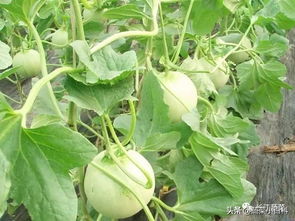 高产高效 早春甜瓜 秋季甜瓜 冬季叶菜一年三熟种植模式