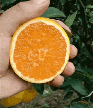 水果界公认的 果王 开摘啦 个大饱满 皮薄肉厚,入口即爆汁 这颗专供朝廷的 中华名果 真的不简单