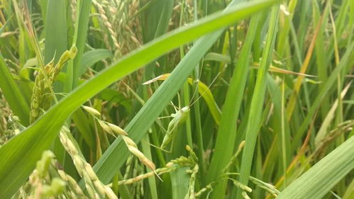 春雷霉素适用哪些作物 掌握这几点,防治细菌性病害更彻底