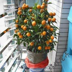 金桔树怎么修剪枝条