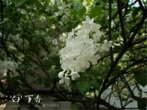 植物百科 不识丁香幽怨深,只缘花开簇似结