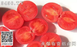 千禧果如何种植 千禧果种植时间及种植方法 千禧果的功效和作用 千禧果与圣女果的区别