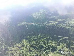氮磷钾肥对池塘水草的作用那么大 少了不行,也不是越多越好