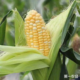 水果玉米要怎么种 水果玉米的种植技术