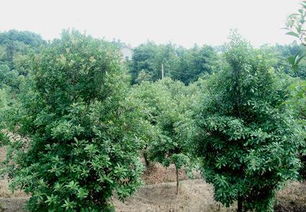 杨梅树杨梅树苗东魁杨梅树大树价格广东刘家庄苗木种植培育基地