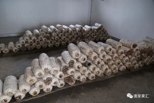平菇种植最简单方法2000袋平菇投资多少钱