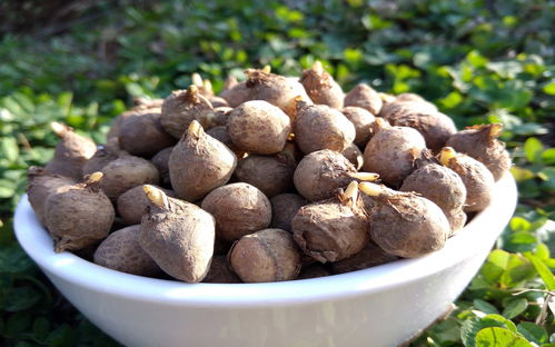 半夏每公斤价格超百元,但切勿盲目种植,种植技术要掌握