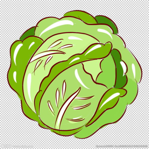 包菜手绘图片
