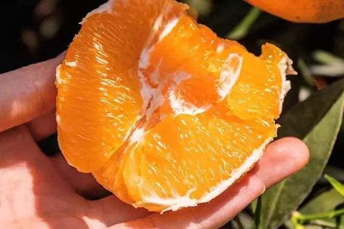 夏季出汗多,补钾是关键 常吃这5物,清凉解暑,补足营养元素 柠檬