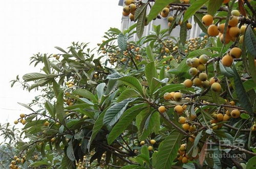 枇杷树移栽方法大推荐
