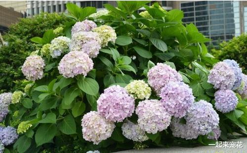 2种漂亮花,比月季高级,庭院阳台都能养,花开人见人爱