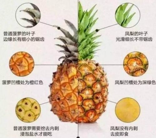 中国台湾凤梨上热搜 菠萝凤梨傻傻分不清楚