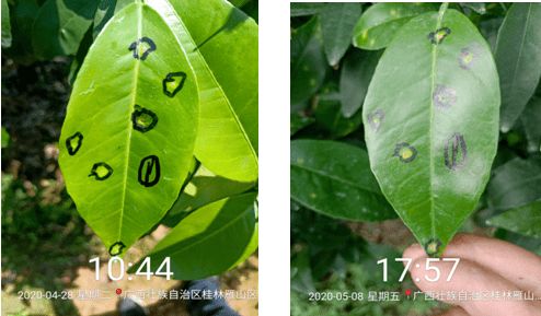 同样是春雷霉素与喹啉铜复配,这款产品凭什么能够跻身细菌药大品行列