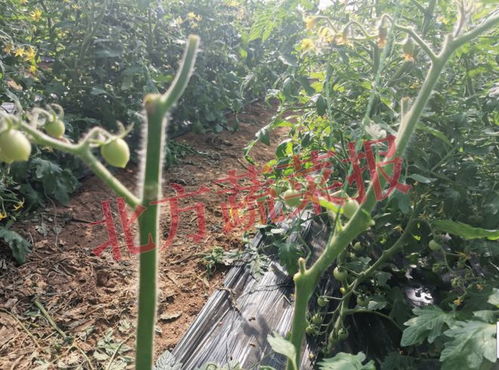 又是 小叶病 他家樱桃番茄成了 光杆司令