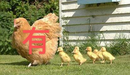 为什么有机蔬菜那么贵,还那么多人买丨农药残留在作怪