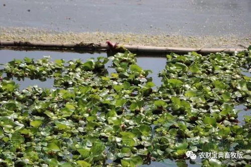 媒体报道 稳赢之旅 不买房了 因为我看上了这个猪舍