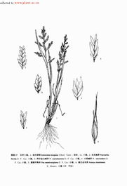 阿尔金山碱茅 阿尔金山碱茅图片