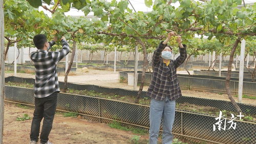 这种葡萄亩产高达1500公斤 阳西县引种 阳光玫瑰 获成功