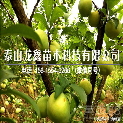【西梅李子树苗、西梅李子树苗批发基地】- 黄页88网