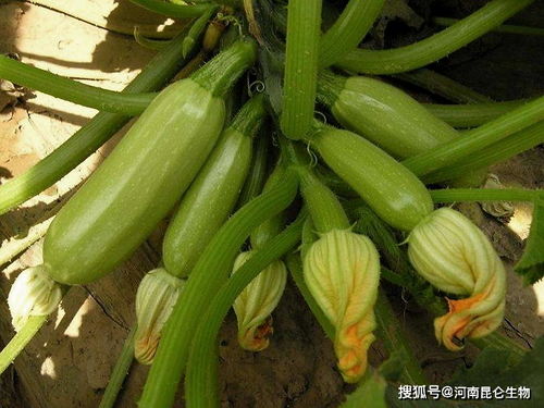 西葫芦用什么肥料果子大 西葫芦打什么叶面肥长得快 西葫芦需要用什么肥料