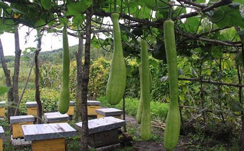 砍瓜适合什么季节种植