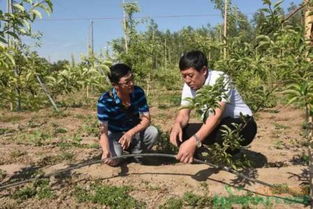 杨树什么时候施肥最好