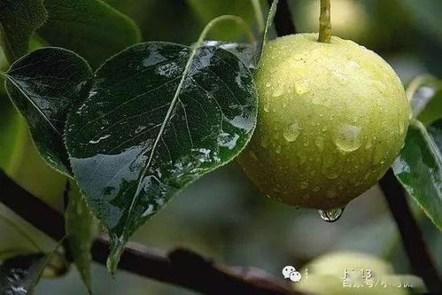 黄色预警,大风来袭,树木倾倒枝杈折,果农们做好准备了吗