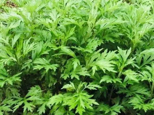 艾 在清明 此艾非彼艾,要区分艾粿里的艾和药用艾