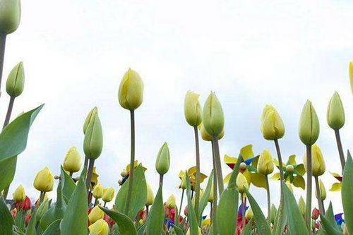 郁金香什么时候开花 郁金香花期是几月 什么季节