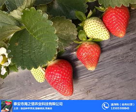 章姬草莓苗,章姬草莓苗基地,海之情 多图