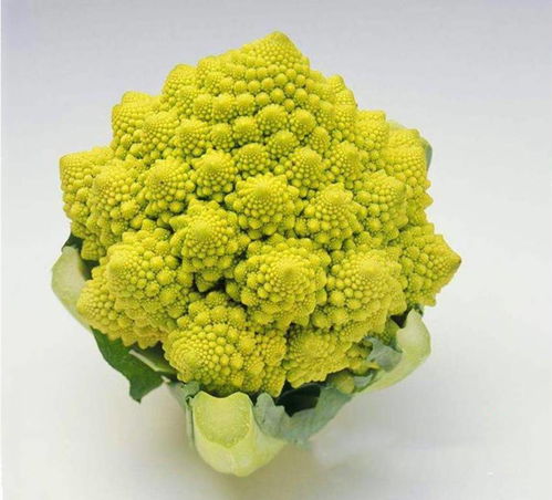 农村小伙专门种植四种新奇蔬菜,收入一直不错,你认识几种