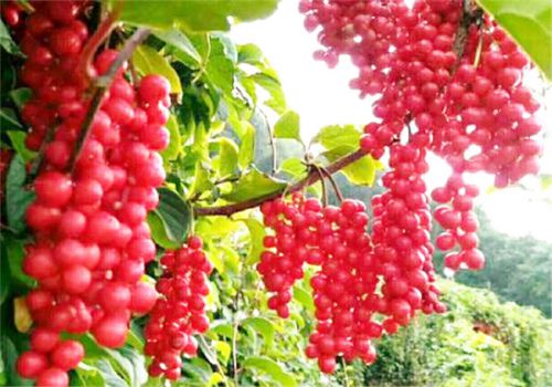五味子价格多少钱一斤 种植前景怎么样