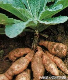 北京的公园里面长着好多野生地黄,挖野菜的人来了,就是一场浩劫