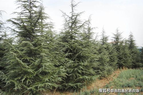 雪松树苗多少钱一棵 雪松哪里价格便宜